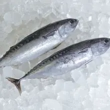 国际食品供应的卫生加工金枪鱼特售