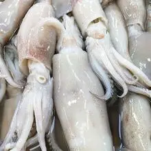 冷冻鱿鱼为全球食品产业及市场供应带来高需求海鲜产品