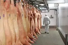 猪肉