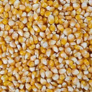 2级黄玉米用于动物喂养
