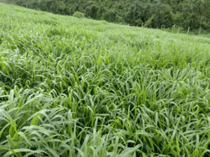 Brachiaria Ruziziensis cv. B.Ruziziensis 种子