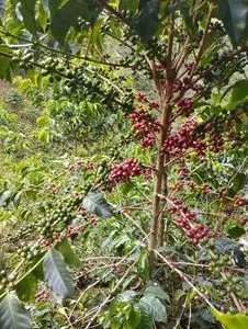 哥伦比亚精品咖啡 高品质 