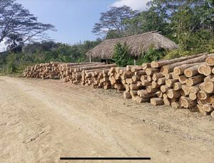 森林和种植园木材