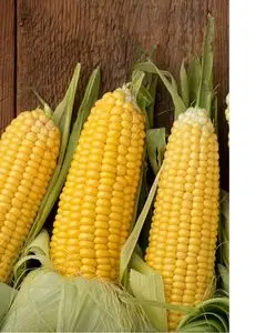 黄玉米