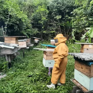 来自亚马逊森林的有机蜂蜜