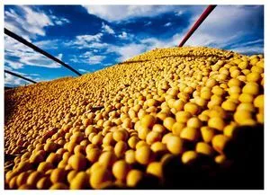 大豆 - 用于出口的谷物