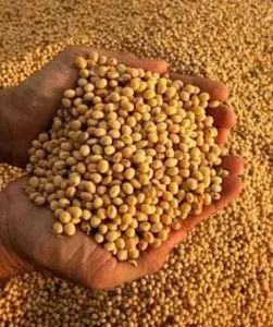 黄豆 