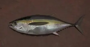 黄金枪鱼、近海灌木鱼、红鲷鱼