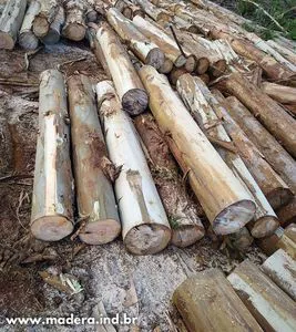 木材原木