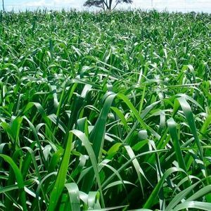 Brachiaria Brizantha Xaraes- MG 5